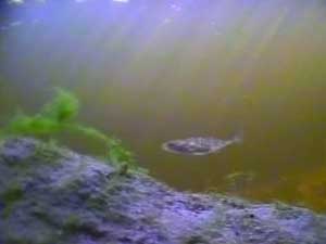 Link: Webcam Loch Ness - The McGibbies